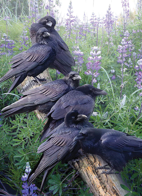 Casse-tête Cobble Hill 1000 pièces – Rendez-vous du corbeau – Illustration de Shane Lamb, scène automnale avec corbeaux et fleurs violettes